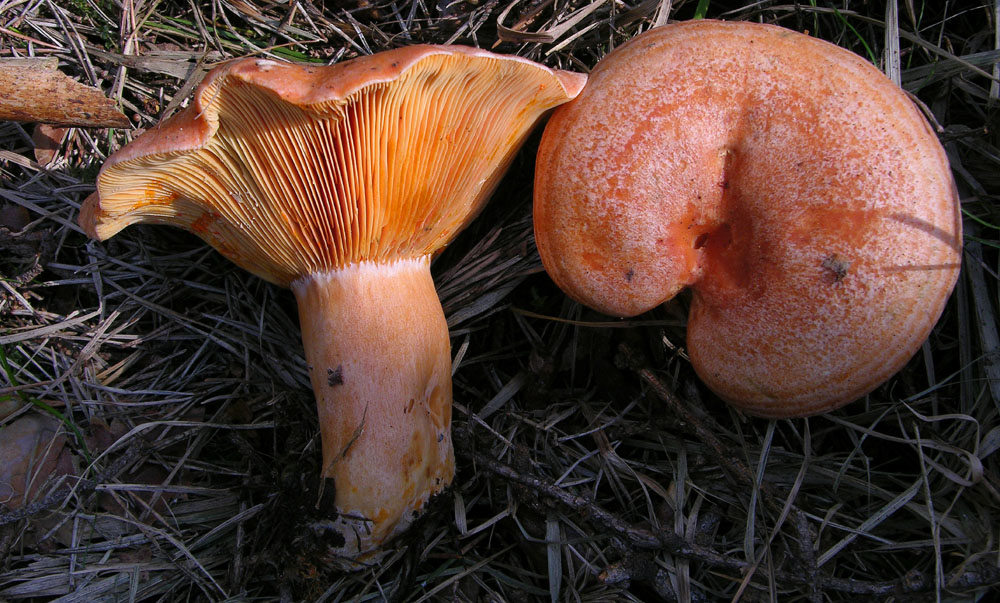 Lactarius deliciosus (L.) Gray